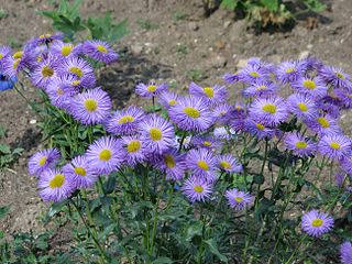 <i>Erigeron speciosus</i> Species of flowering plant