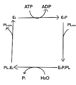 Schematic of flippase mechanism, EP stands for phosphorylated flippases. PL represents the substrate, which is phospholipid. Flippase mechanism.jpg