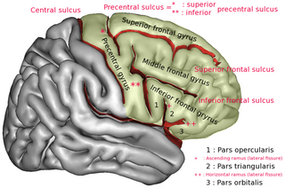 Middle frontal gyrus Part of the brains frontal lobe