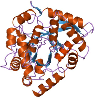 <span class="mw-page-title-main">Gliadin</span> Protein in wheat & other cereals