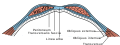 Diagram of sheath of rectus abdominis