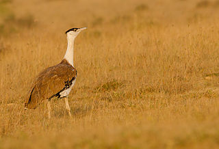 <span class="mw-page-title-main">Great Indian bustard</span> Species of bird