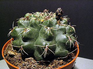 <i>Gymnocalycium</i> Genus of cacti