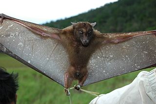 <span class="mw-page-title-main">Harpy fruit bat</span> Species of bat