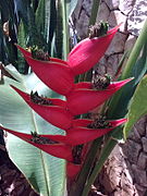 Heliconia bihai