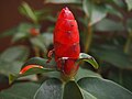 Costus sp.