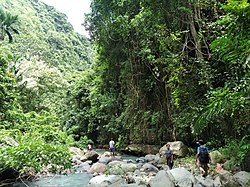 Hutan Mata Air di Pegunungan Wairterang