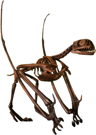 <i>Jeholopterus</i> Genus of anurognathid pterosaur from the Jurassic period