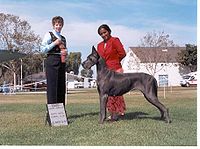 Winning dogs are awarded prizes by the judge. Kehleyr.jpg