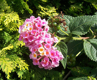 <span class="mw-page-title-main">Verbenaceae</span> Family of flowering plants comprising vervains