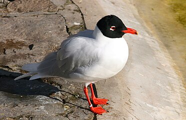 Mouette mélanocéphale adulte.