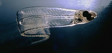 Larva of a conger eel, 7.6 cm