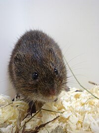 Microtus oeconomus