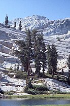 Tsuga mertensiana, Emigrant Wilderness