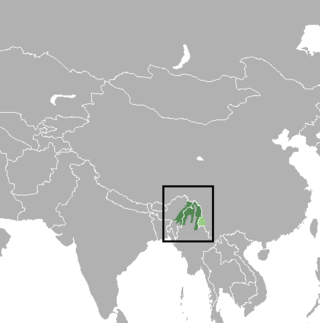 <span class="mw-page-title-main">Leaf muntjac</span> Species of deer