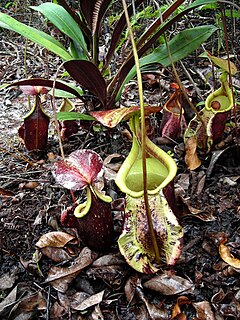 <i>Nepenthes rafflesiana</i> Species of pitcher plant from Southeast Asia