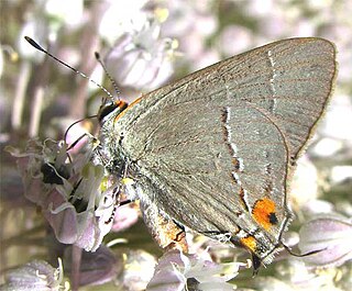 <i>Satyrium favonius</i> Species of butterfly