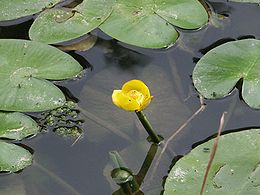 Paprastoji lūgnė (Nuphar lutea)