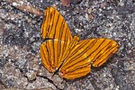 Thumbnail for File:Open wing puddling position of Chersonesia risa (Doubleday, 1848) - Common Maplet WLB MG 0371.jpg