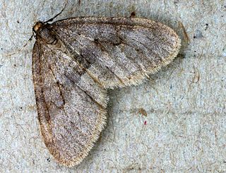 <span class="mw-page-title-main">Winter moth</span> Species of moth