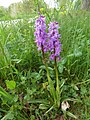 Orchis mascula Germany - Neurod bei Ettlingen