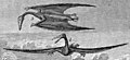 One of the earliest reconstructions of Pteranodon, with teeth and no crest, from 1872