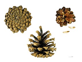   Mature open cone and Seeds