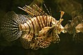 Un pterois