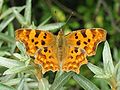 Comma butterfly (Polygonia c-album)