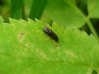 <i>Profenusa thomsoni</i> Species of sawfly