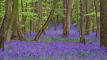 Tapis de jacinthes des bois dans la réserve naturelle anglaise de Pryor's Wood, près de Stevenage. (définition réelle 6 000 × 3 375)