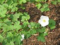 Rubus 'Benenden'