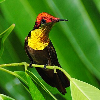 <span class="mw-page-title-main">Ruby-topaz hummingbird</span> Species of bird