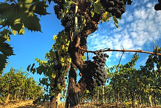 <span class="mw-page-title-main">Propagation of grapevines</span>