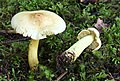 !!Tricholoma sulphureum!!