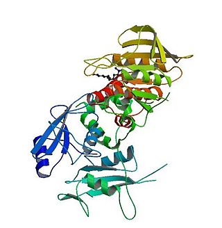 <span class="mw-page-title-main">PTPN11</span> Protein-coding gene in the species Homo sapiens