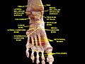 Tobillo y articulaciones tarsometatarsianas. Disección profunda. Vista anterior.