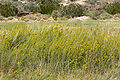 Solidago spectabilis