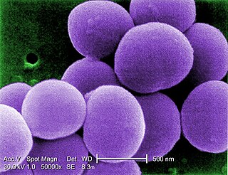 Vancomycin-resistant <i>Staphylococcus aureus</i> Antibiotica resistant bacteria