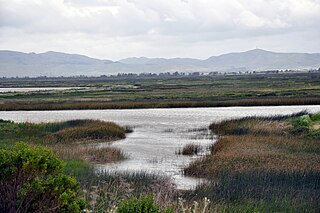 <span class="mw-page-title-main">Suisun Marsh</span> Largest brackish water marsh on west coast of US