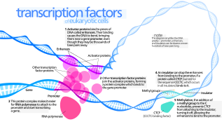 <span class="mw-page-title-main">General transcription factor</span> Class of protein transcription factors