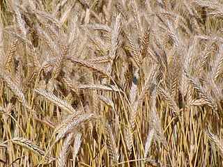 <span class="mw-page-title-main">Triticale</span> Hybrid wheat/rye crop