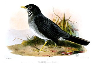 <span class="mw-page-title-main">Andean slaty thrush</span> Species of bird