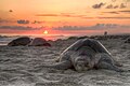 Tortuga golvina desovando en la playa de Escobilla, en México. Para cumplir con su ciclo reproductivo, llegan a la playa un gran número de ejemplares de manera coordinada. Este comportamiento se denomina arribada y es distintivo de esta especie. Por Giove.