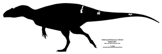 <i>Veterupristisaurus</i> Genus of carcharodontosaurid theropod dinosaur from the Late Jurassic period