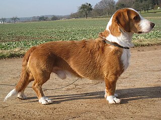 <span class="mw-page-title-main">Westphalian Dachsbracke</span> Dog breed