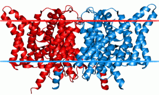 <span class="mw-page-title-main">Chloride channel</span> Class of transport proteins