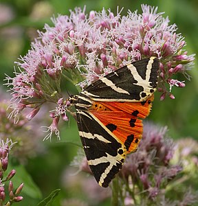 Russischer Bär (Jersey Tiger) - Euplagia quadripunctaria