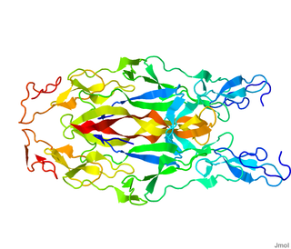 <span class="mw-page-title-main">Neurotrophin</span> Family of proteins