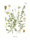 ANTHEMIS arvensis Kohler.png